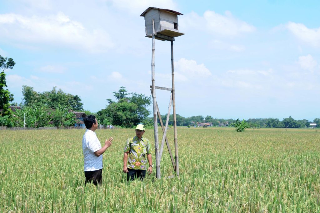 Petani Desa Jeron Nogosari Andalkan Burung Hantu Kendalikan Hama Tikus