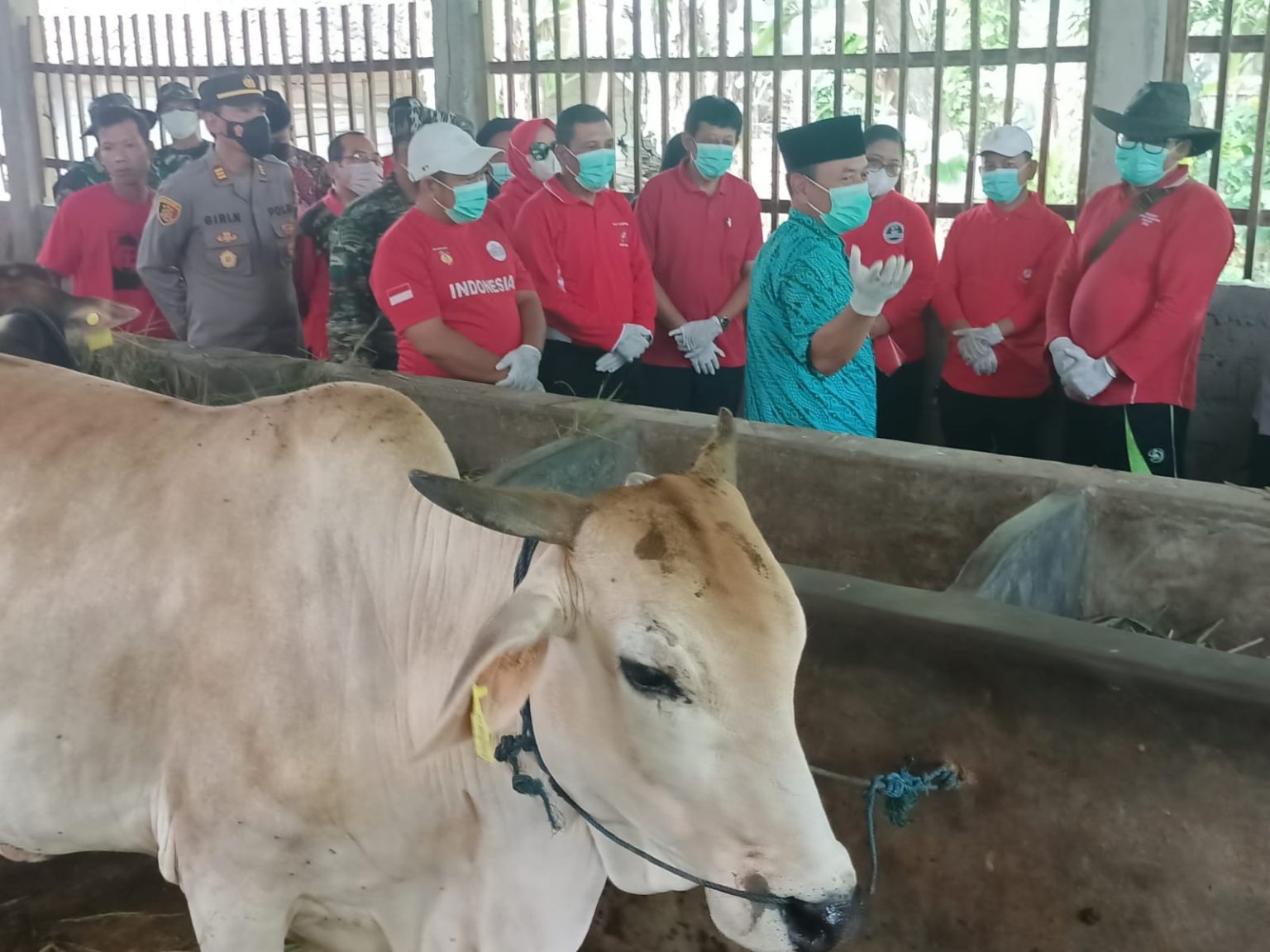 Peternak Diajak Semangat Atasi Penyakit Cacar Sapi Pemerintah