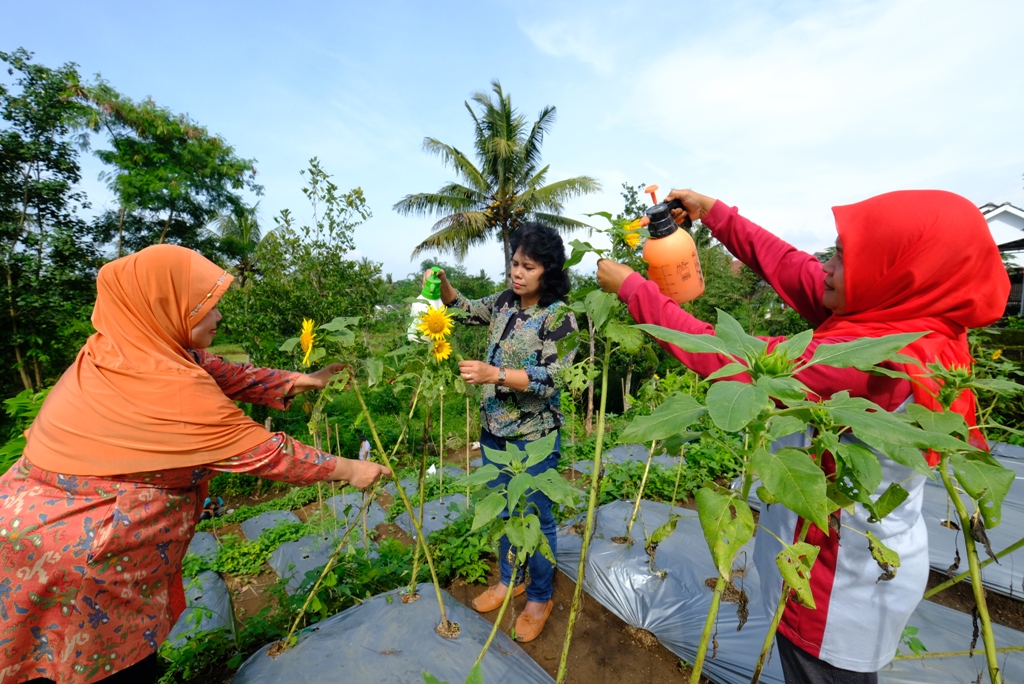 Sejumlah Warga Pinggirejo Merawat Tanaman Bunga Dan Hewan Di Kawasan Wisata Edukasi Pertanian Terpadu Pemerintah Provinsi Jawa Tengah