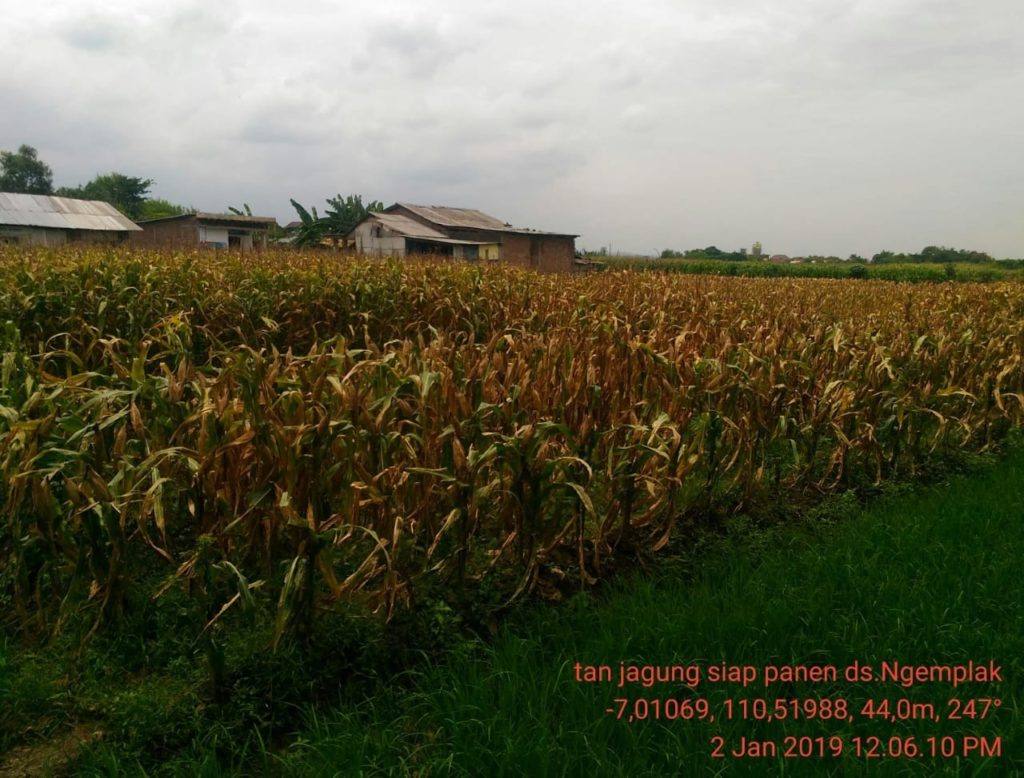 2022 Produksi  Jagung  Di  Demak Capai 160 Ribu Ton 