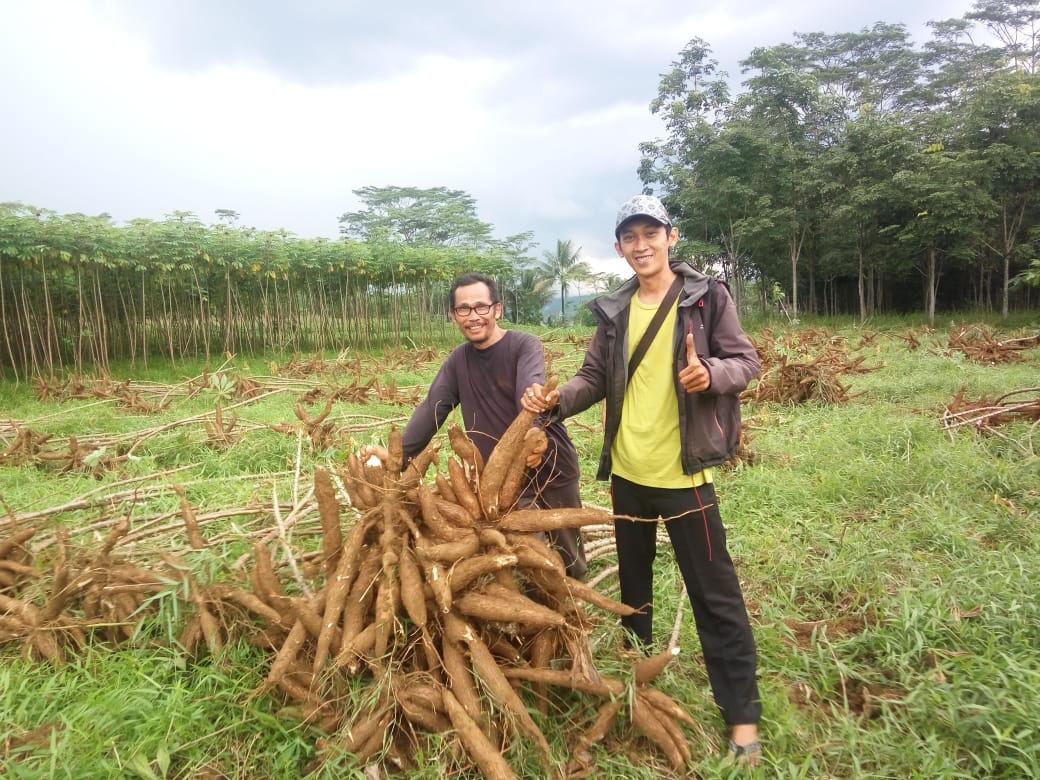 Singkong Manggu Desa Karanganyar Dilirik Pt Indofood