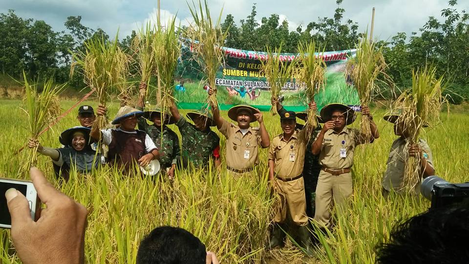 Petani Rembang Sukses Panen Padi di Lahan Bekas Tambang 