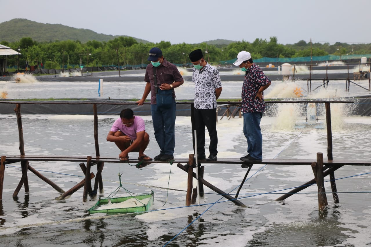 Tanpa Izin, Tambak Udang Dilarang Beroperasi