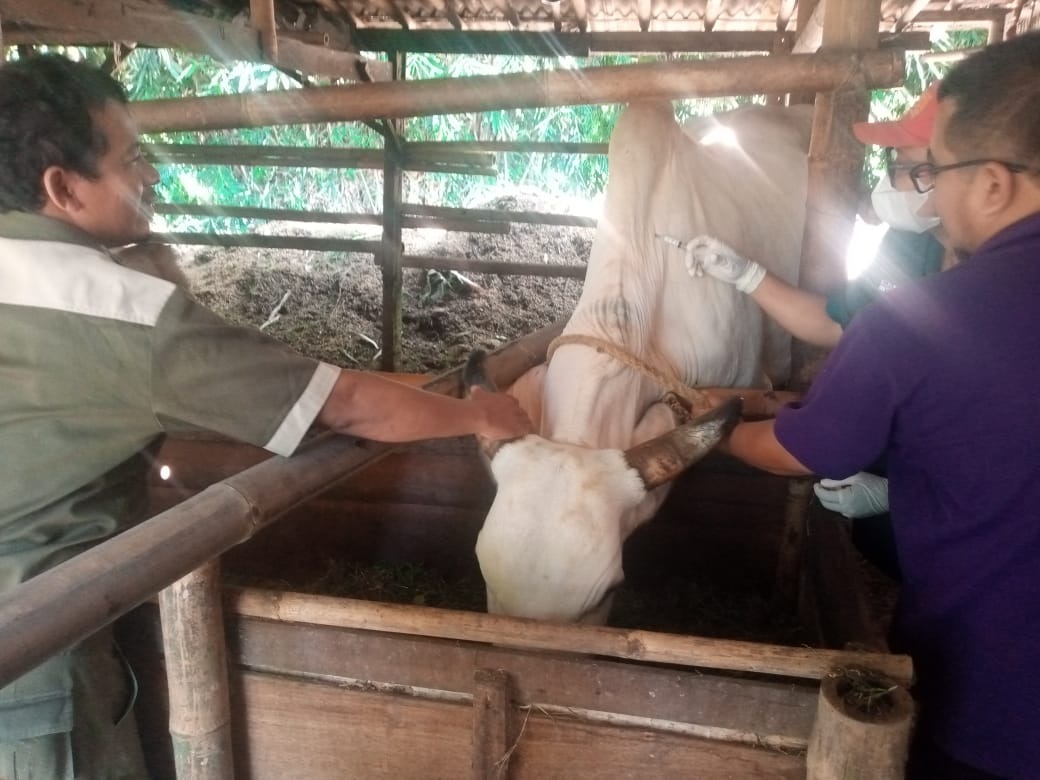 Ratusan Sapi di Purbalingga Divaksinasi PMK