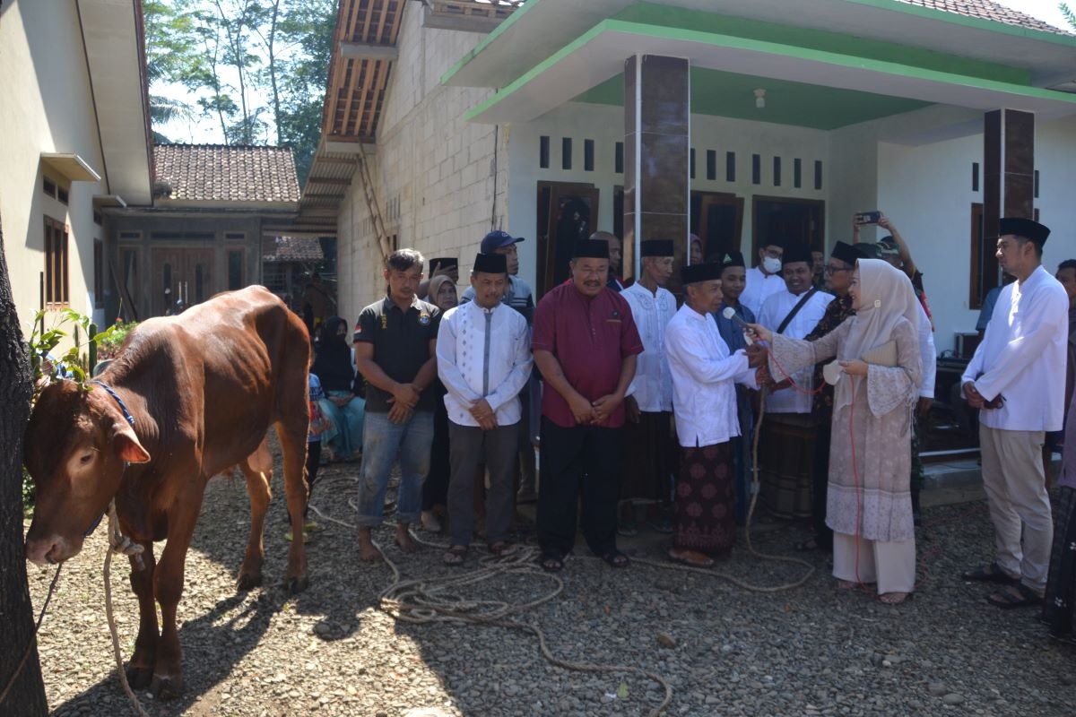Bantu Ketahanan Pangan, Belasan Sapi Kurban Dibagikan