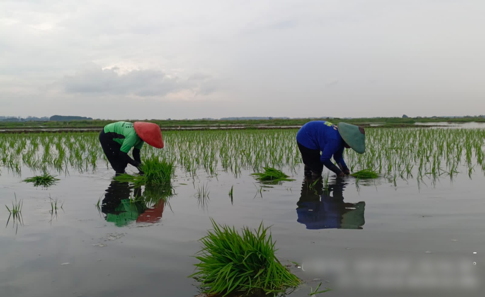 Kejar Swasembada Beras, 530 Hektare Lahan di Batang akan Ditanami Padi Biosalin