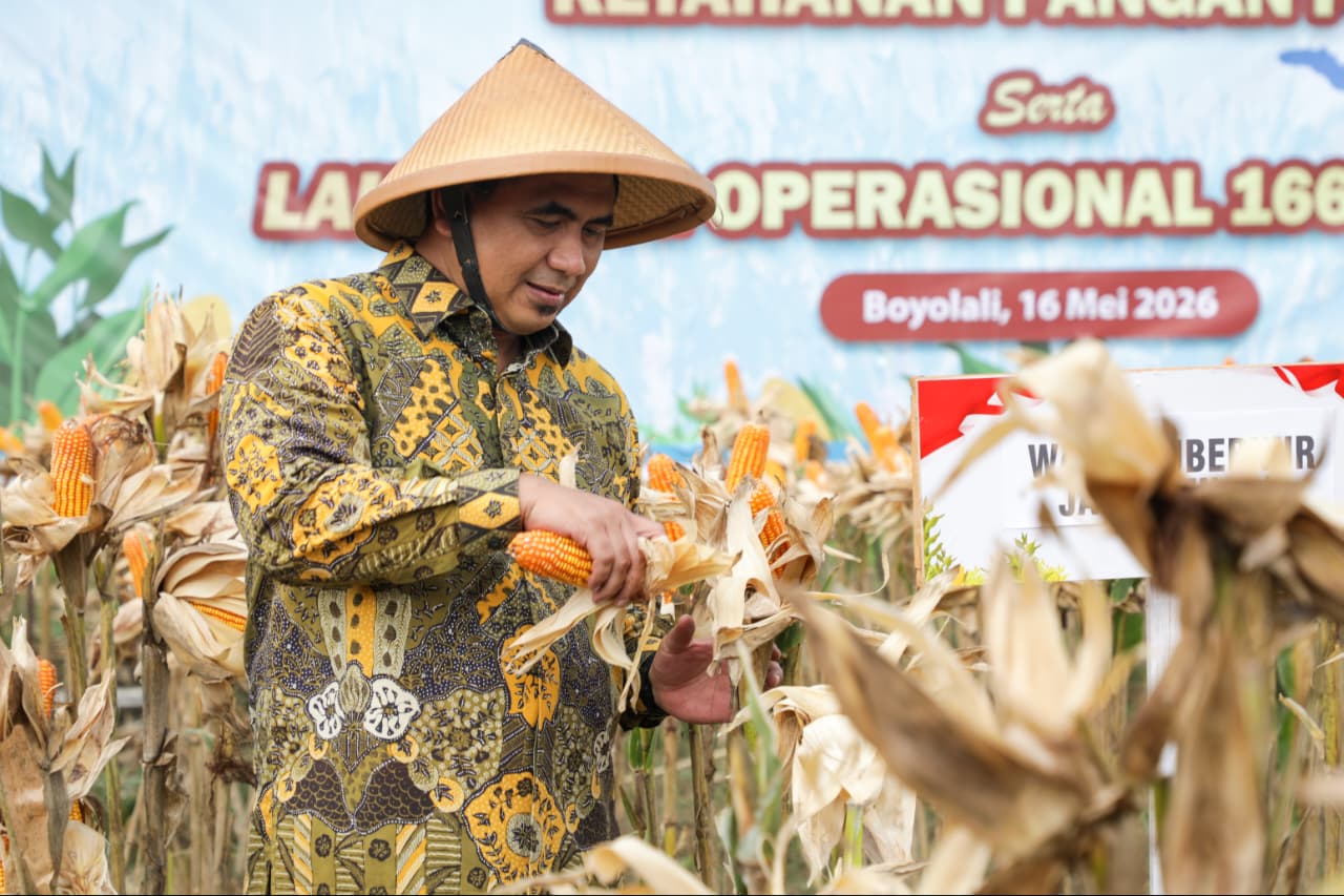 Taj Yasin Hadiri Panen Raya Jagung Serentak