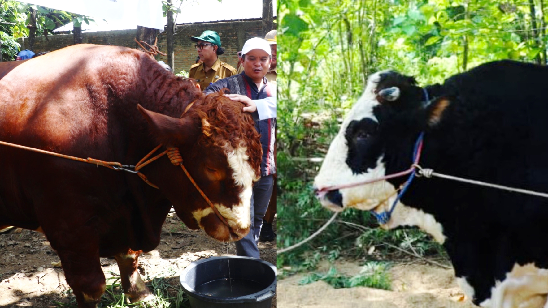 Warga Brebes dan Purworejo Terima Bantuan Sapi Kurban Presiden RI